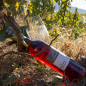 Preview: 2017er Dornfelder Rosé Qualitätswein trocken 0,75L