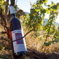 Preview: 2017er Spätburgunder Rotwein Qualitätswein Halbtrocken 0,75L