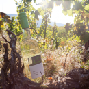 2020er Rivaner Qualitätswein Trocken 0,75L (Nr. 2)